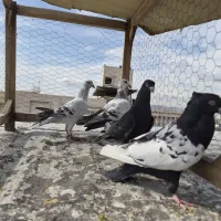 کبوتر سینه سار شامی کرمونی زاغ موشی صید