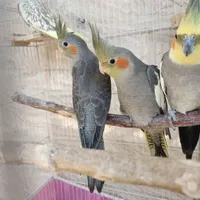 جوجه عروس هلندی 50 روزه سینامون|پرنده|بجنورد, |دیوار