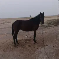 اسب مادیان
