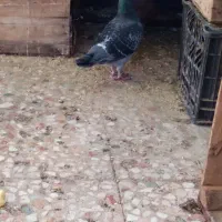 دوعدد کبوتر پلاکی|پرنده|آبادان, |دیوار