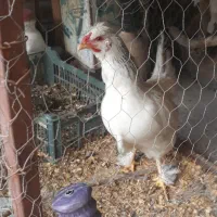 فروش فوری مرغ و خروس برهما لایت