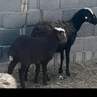 شیشک افشاری