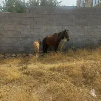 اسب مادیان با بوش