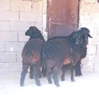 بره نر|حیوانات مزرعه|رونیز, |دیوار