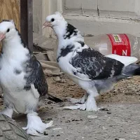 کفتر طوطی سهره عروس