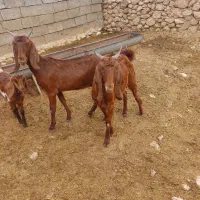 بز کهره دار|حیوانات مزرعه|کازرون, |دیوار