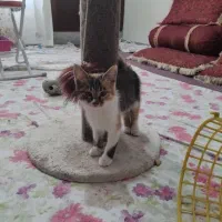 بچه گربه
