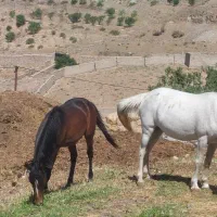 مادیان و اسب