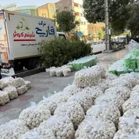 فروش قارچ تازه فله و بسته‌بندی با تحویل رایگان