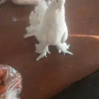 کبوتر چتری
