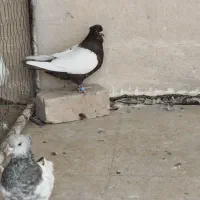 ماده رنگی|پرنده|شیراز, میانرود|دیوار