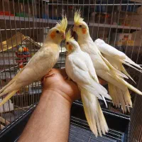 عروس هلندی باجوجه رام قناری فنج مرغ عشق مولدبرزیلی|پرنده|اردبیل, |دیوار