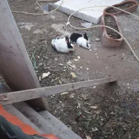 فروش خرگوش واکسن خورده وصالم