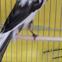 قناری نریکساله دستی