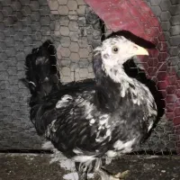 نیمچه گلین مرغ و خروس کارچ شو اصل کاکل|حیوانات مزرعه|کردکوی, |دیوار