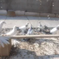 اینهافروشی هستندهمه یاتکی