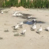 تعدادی غاز و قوغاز|حیوانات مزرعه|رباط‌کریم, شترخوار|دیوار