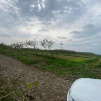 شالیزار سنتی ۳ هکتاری در صومعه سرا .۱۵/۵ میلیارد