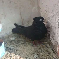 زاغ چشم سفید