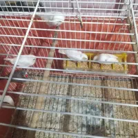 فنچ|پرنده|بندر ماهشهر, |دیوار