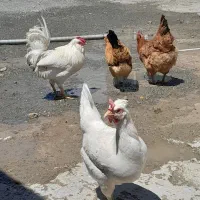 مرغ نژاد دار