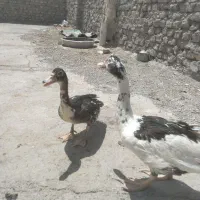 اوردک خارجی اصل