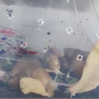 حلزون آچاتینا البینو|خزنده|همدان, |دیوار