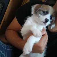 سگ تریر پا کوتا|سگ|اهواز, بیست متری شهدا|دیوار