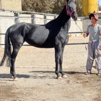 مادیان پرشی