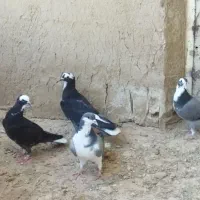 عرب بالا