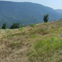 فروش باغ گردو 10500متر|فروش دفتر صنعتی، کشاورزی، تجاری|پل سفید, |دیوار