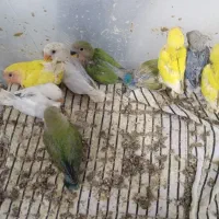 جوجه طوطی برزیلی سرلاکی