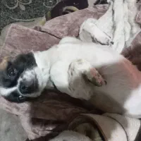 واگزاری سگ شیواوا|سگ|تهران, بیسیم|دیوار