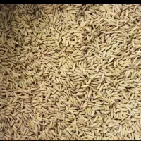 بذر برنج ندا رمی