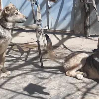 سگ 4ماهه سرابی