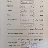 سگ خانگی مونیکا، اشپیتز|سگ|شهرکرد, |دیوار