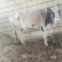 گاو درجه یک