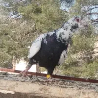 کفتر نروماده سینه سلیمونی|پرنده|شیراز, سعدیه جنوبی|دیوار