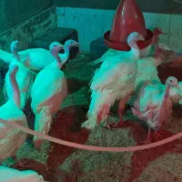بوقلمون گوشتی بیوتی زنده