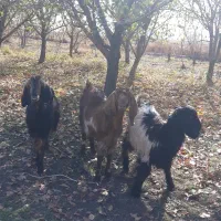 بز آبستن|حیوانات مزرعه|روانسر, |دیوار