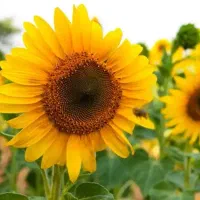 پخش عمده تخمه و آجیل آلا از تولید ب مصرف|عمده‌فروشی|رباط‌کریم, شترخوار|دیوار