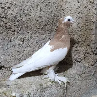 طوق زرد ماده کوار|پرنده|کوار, |دیوار