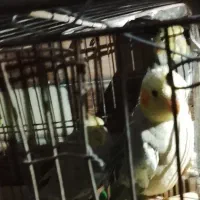 فروش عروس هلندی و مرغ عشق|پرنده|سرخنکلاته, |دیوار