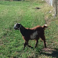 فروش بز و بزغاله