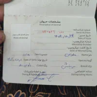 گربه|گربه|ورامین, ورامین|دیوار