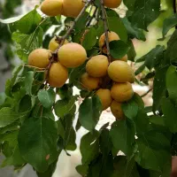 ۱۶۰۰ متر باغ جاده چالوس  فقط و فقط ۵ میلیارد|فروش دفتر صنعتی، کشاورزی، تجاری|آسارا, |دیوار