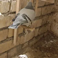 سبز پلاک مرودشت