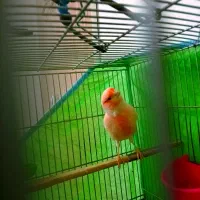 نر چهار گل اورجینال شرور