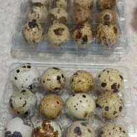 تخم بلدرچین