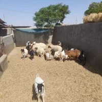 بره چاق وزن ۳۵ تا ۵۰ کیلو قیمت ۷۳۰